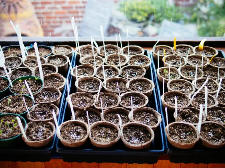 How to choose seeds for seedlings