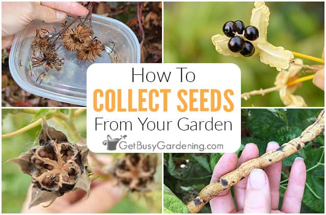 How to collect seeds