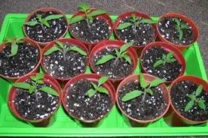 How to feed tomato seedlings