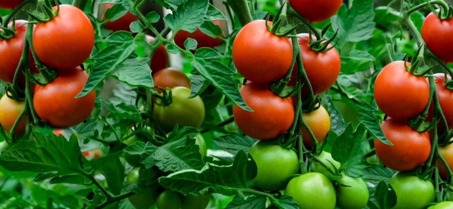 How to get a good crop of tomatoes