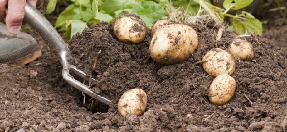 How to get a good potato harvest