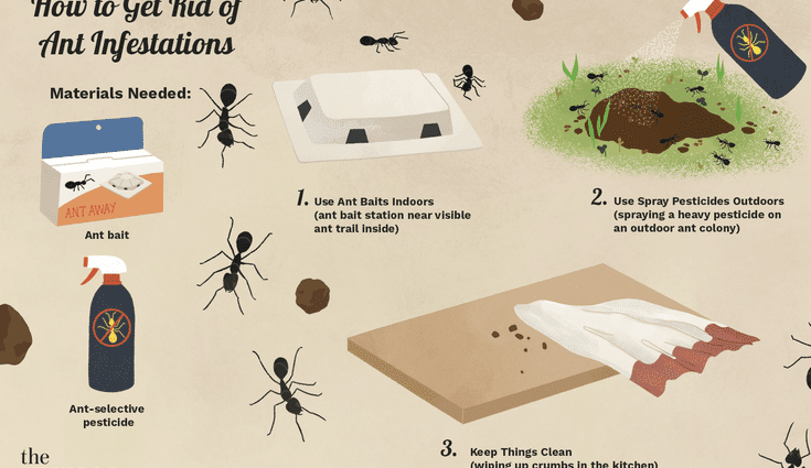 Comment se débarrasser des fourmis dans l'appartement une fois pour toutes