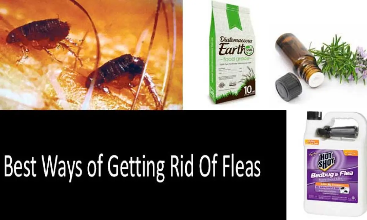 How to get rid of fleas in the apartment once and for all