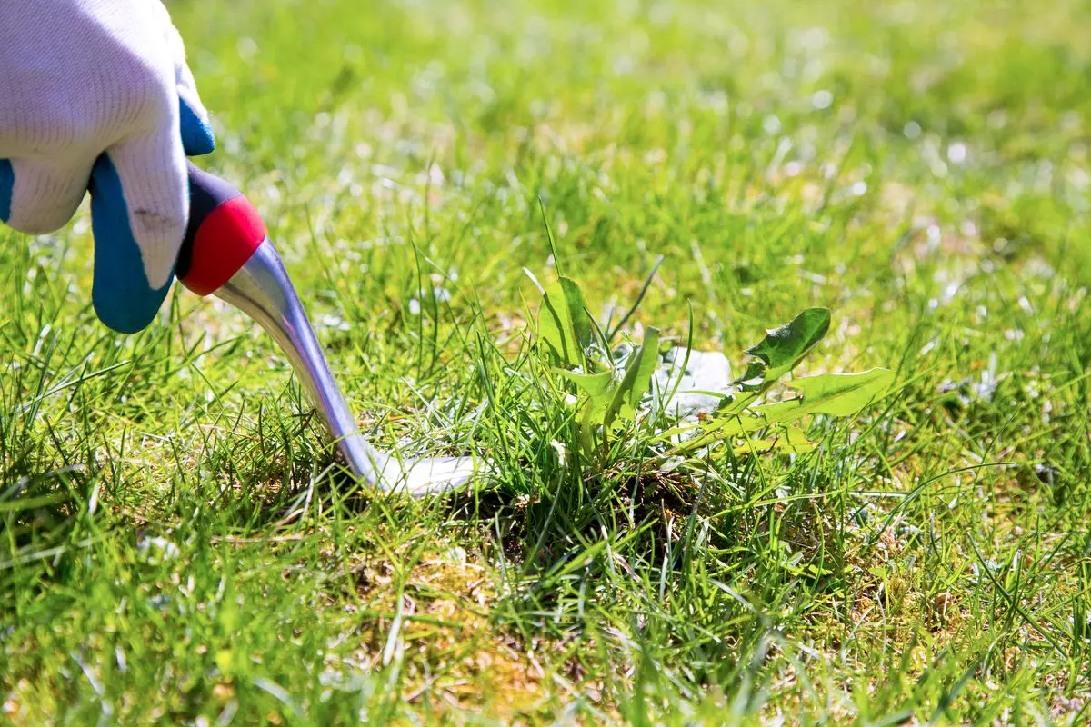 How to get rid of weeds in the area