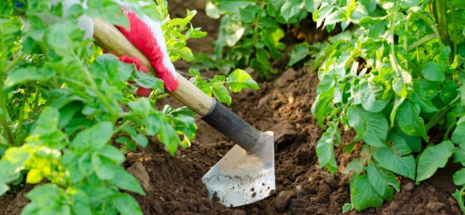 How to grow a lot of potatoes with minimal care