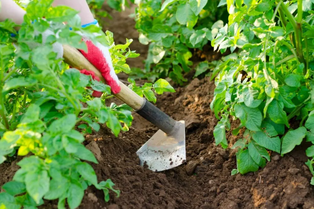 How to grow a lot of potatoes with minimal care