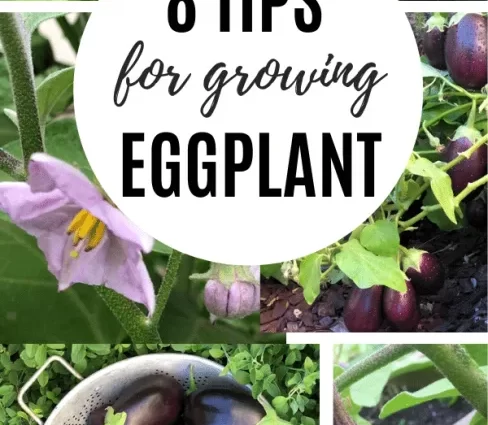 How to grow eggplant seedlings at home