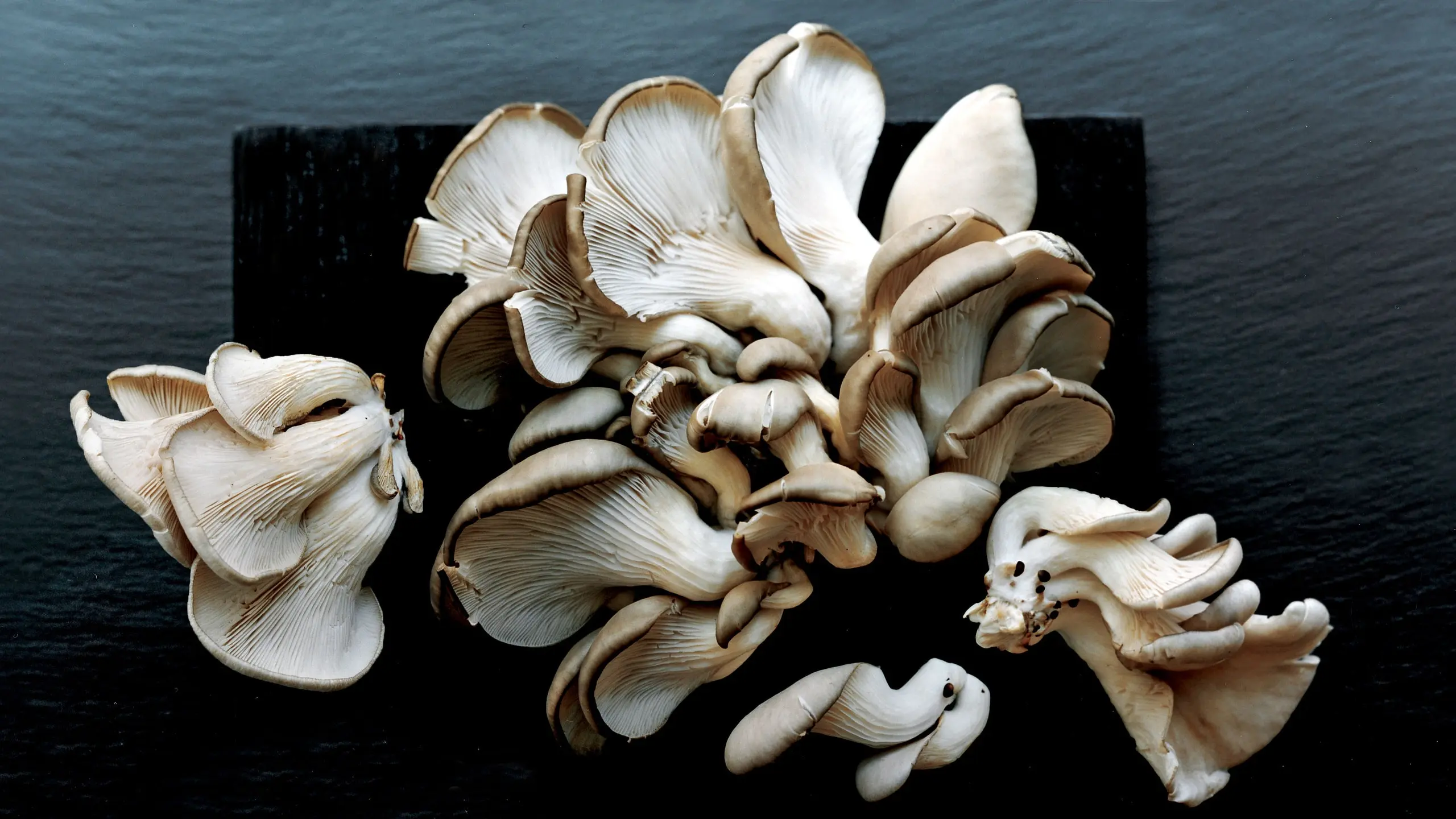 How to grow mushrooms at home