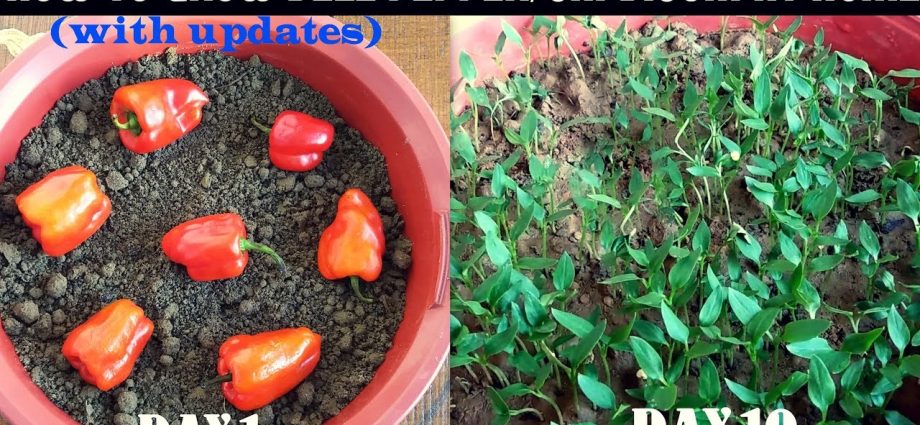 How to grow pepper seedlings at home