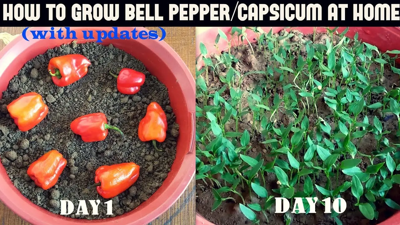 How to grow pepper seedlings at home