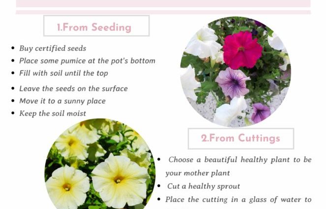 How to grow petunia seedlings at home