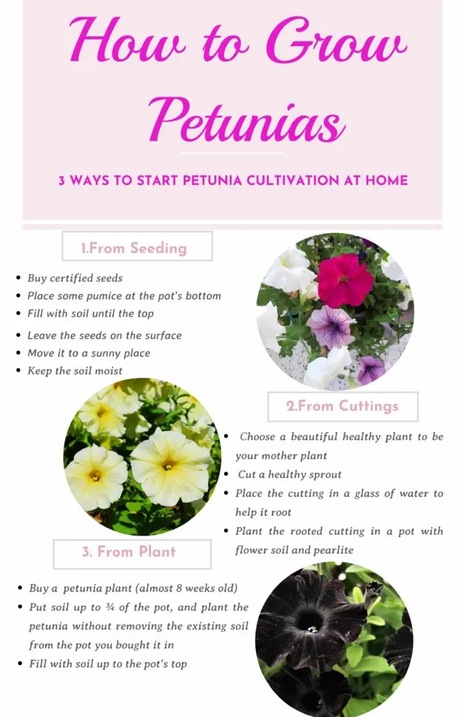 How to grow petunia seedlings at home