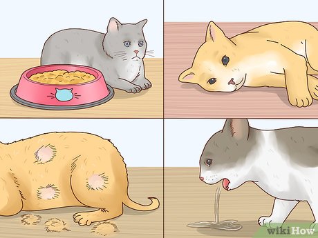 How to help a cat in a fever