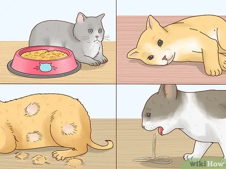 How to help a cat in a fever