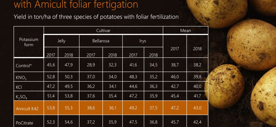 How to increase potato yield