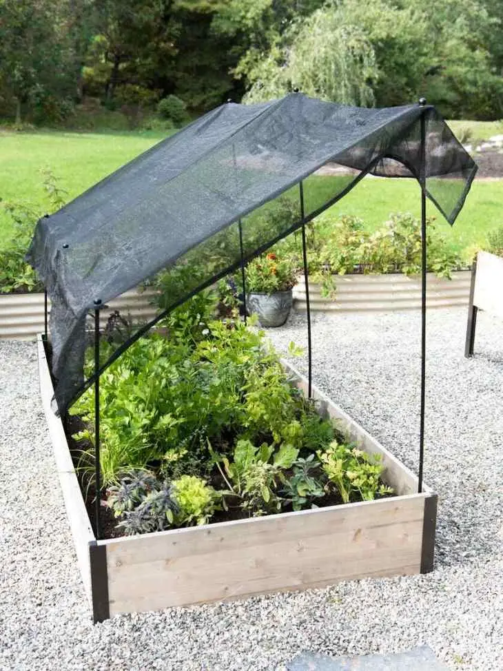 How to protect plants and plantings from the heat