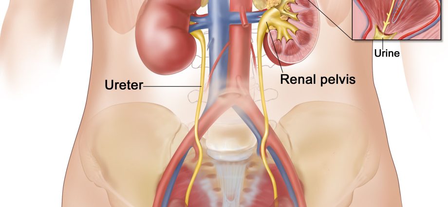 human bladder