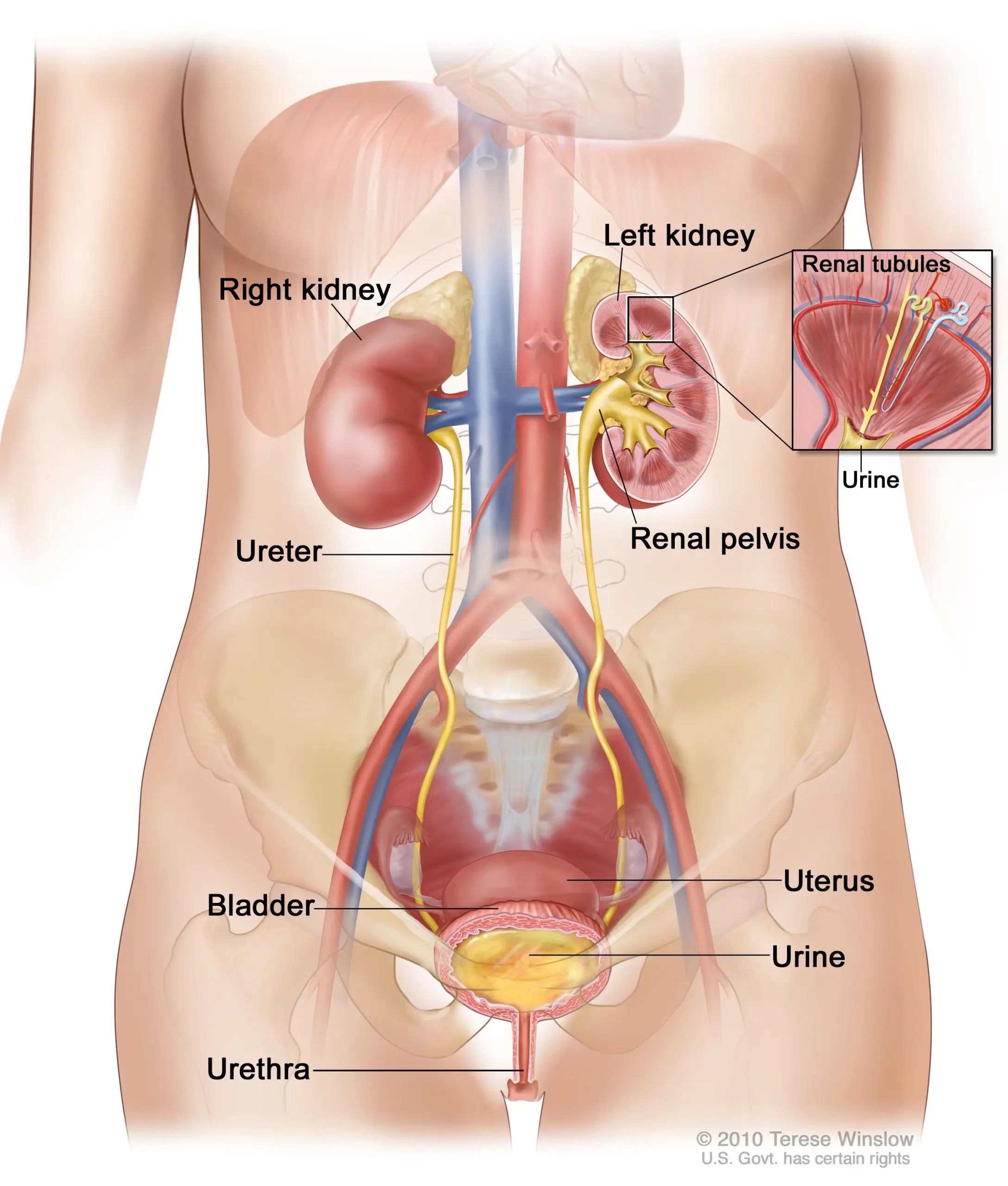 human bladder