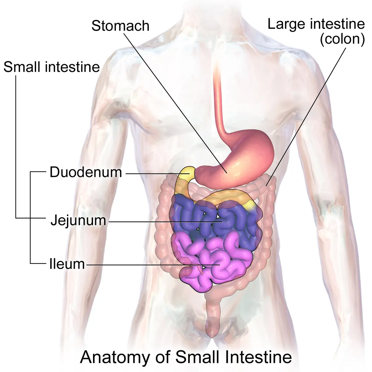 human duodenum