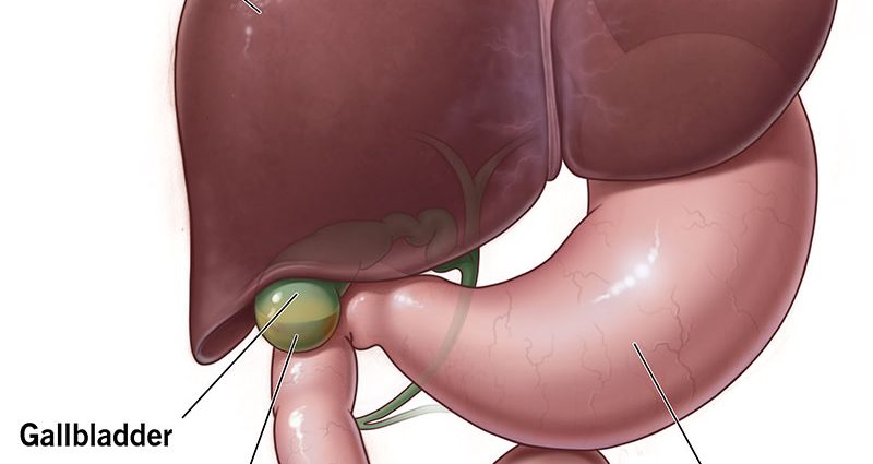 human gallbladder