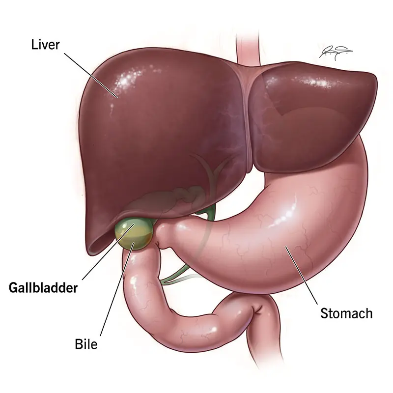 human gallbladder