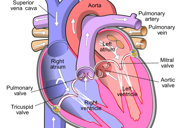 human heart