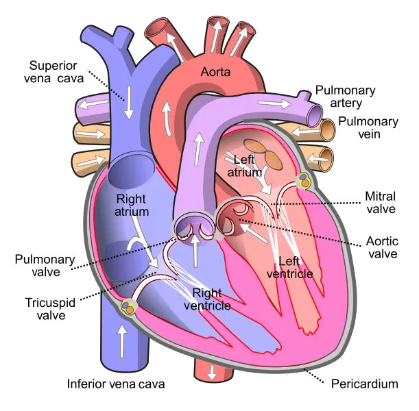 human heart