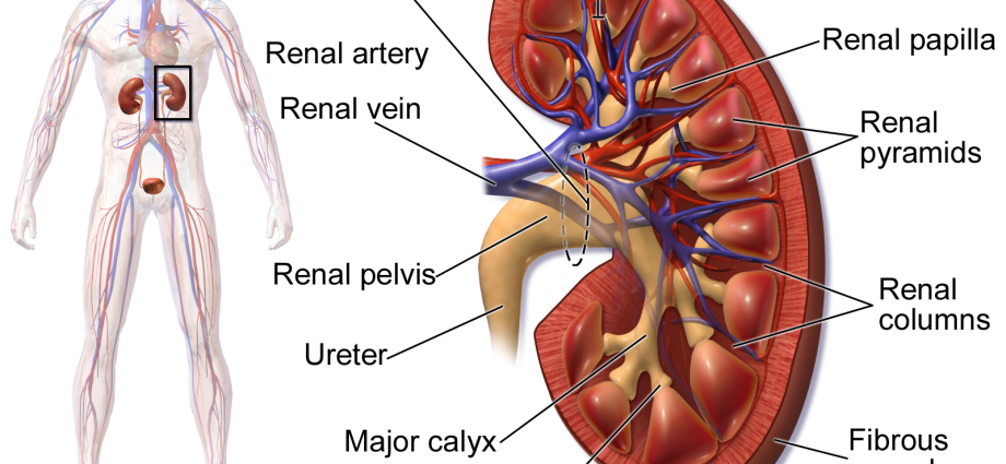 human kidney