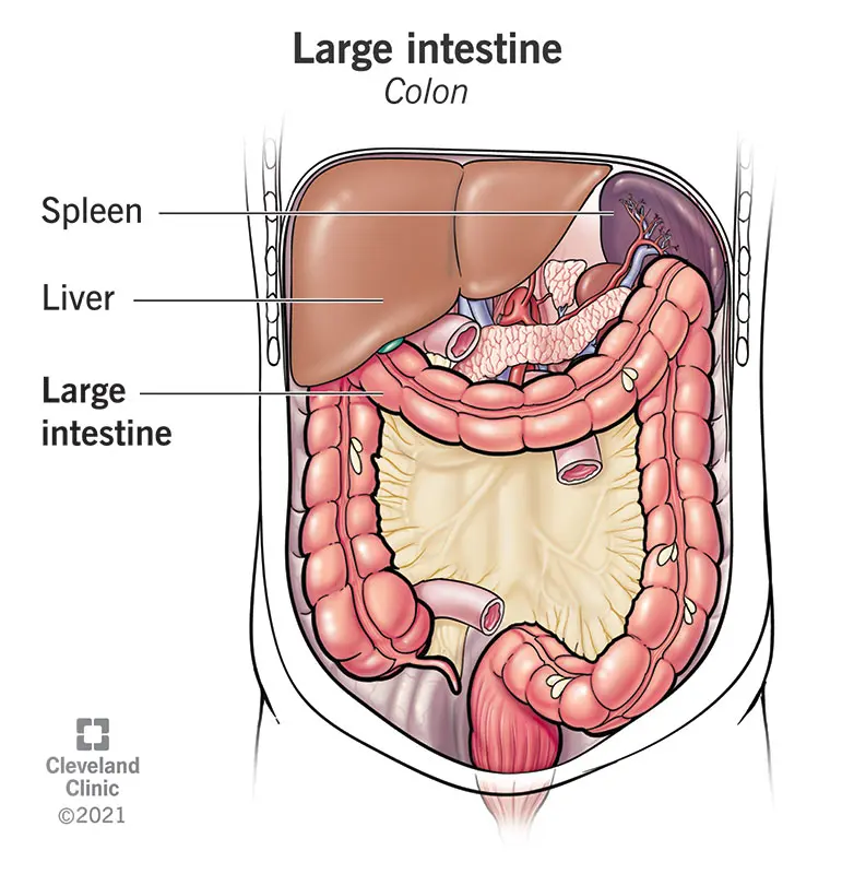 Human large intestine