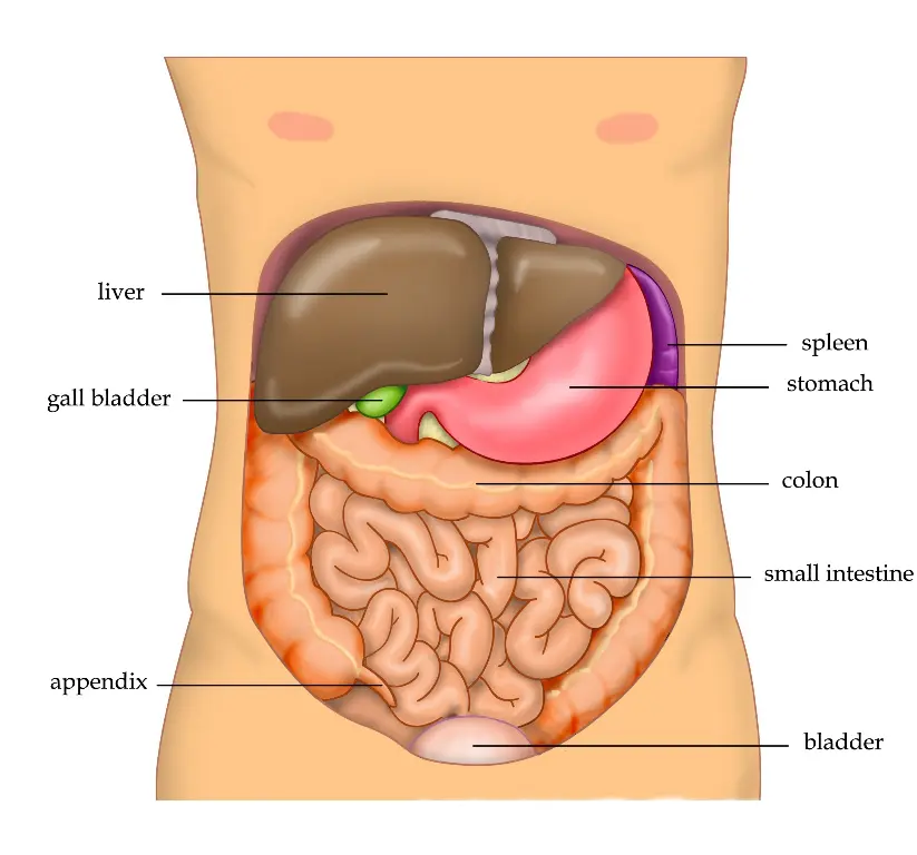 human liver