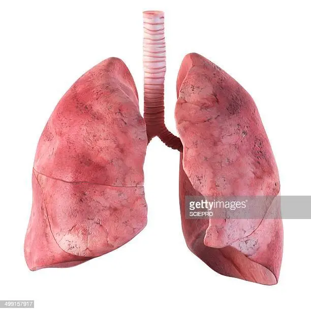 Human lungs