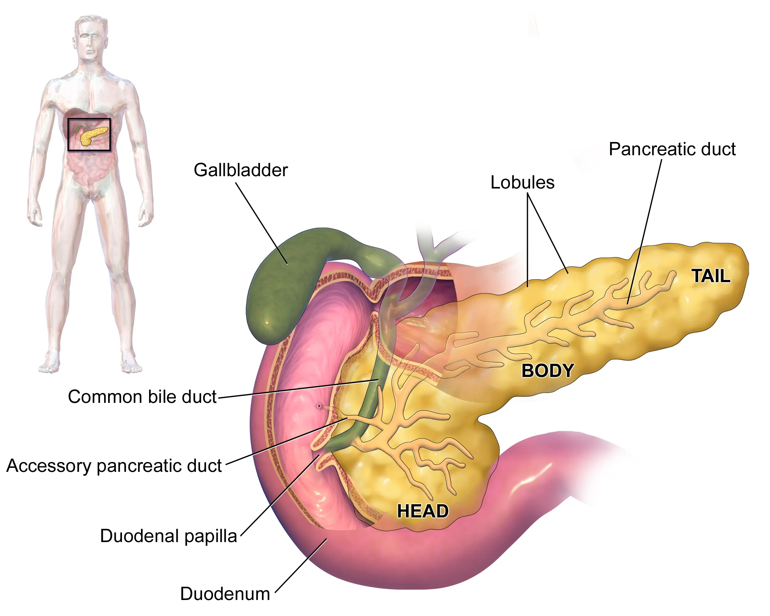 human pancreas