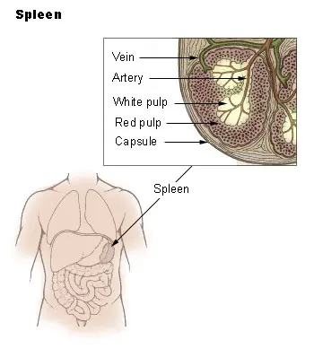 human spleen