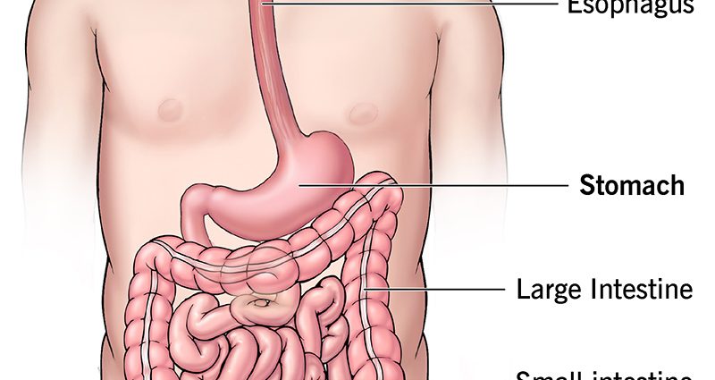 human stomach