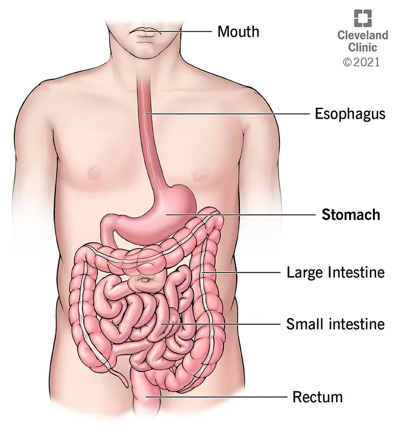 human stomach