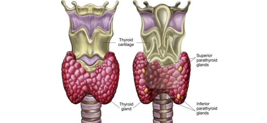 ghiandola tiroidea umana