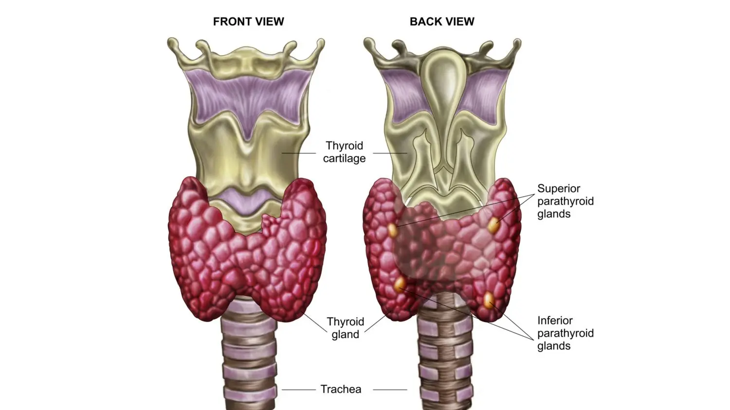 human thyroid gland