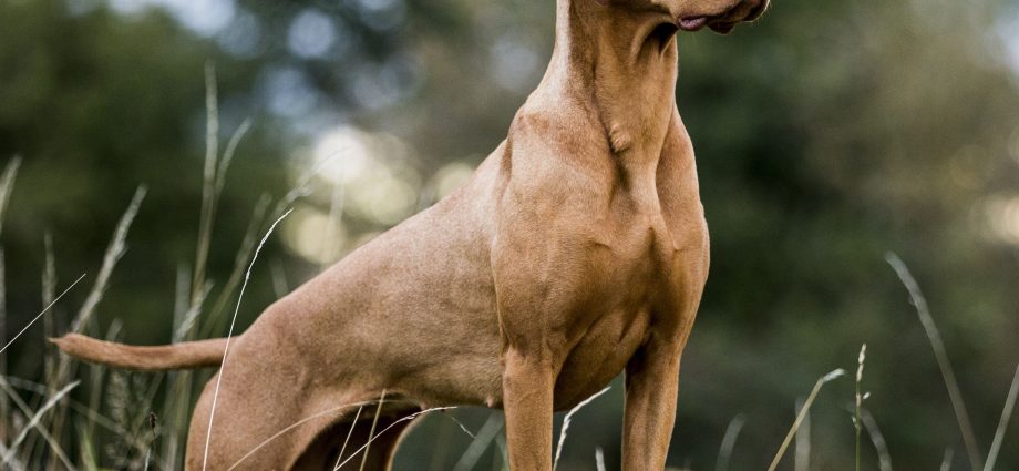 hungarian vizsla