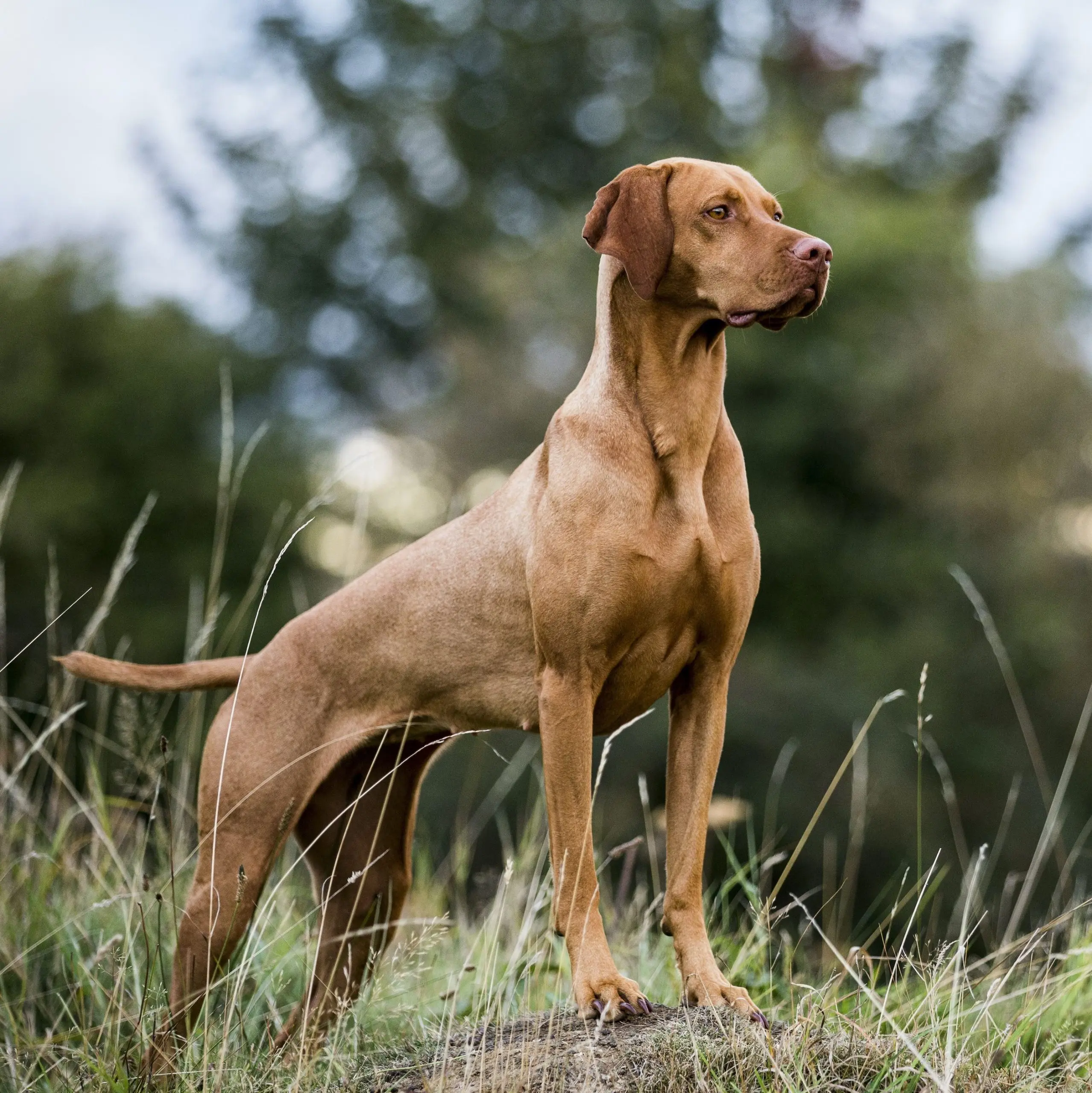 hungarian vizsla