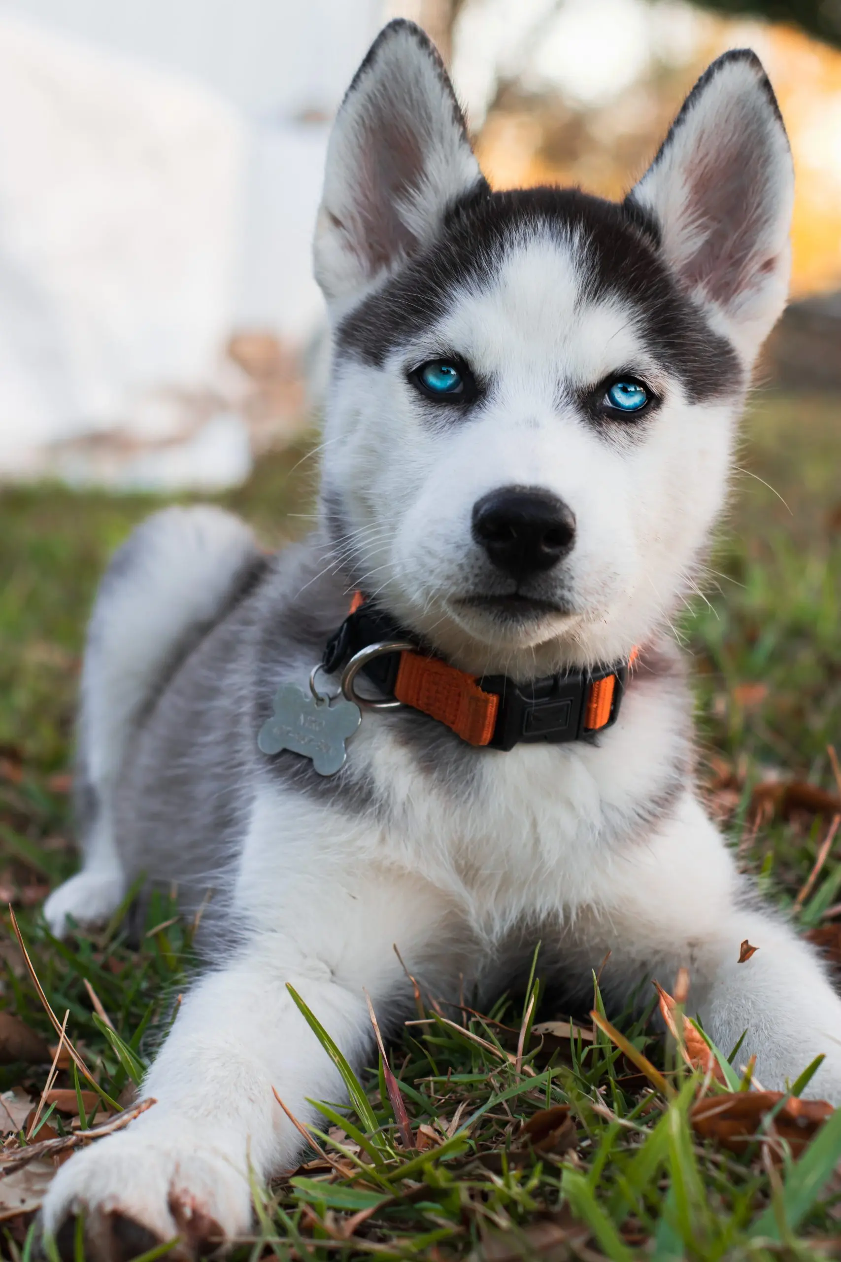 Husky dog