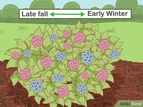 Hydrangea shelter for the winter