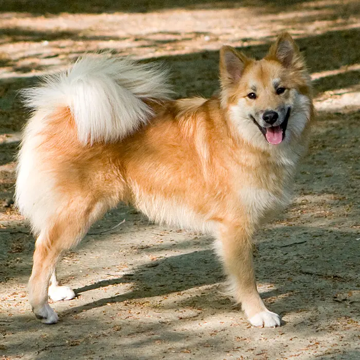 Icelandic dog