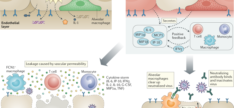 Immunity to coronavirus in humans