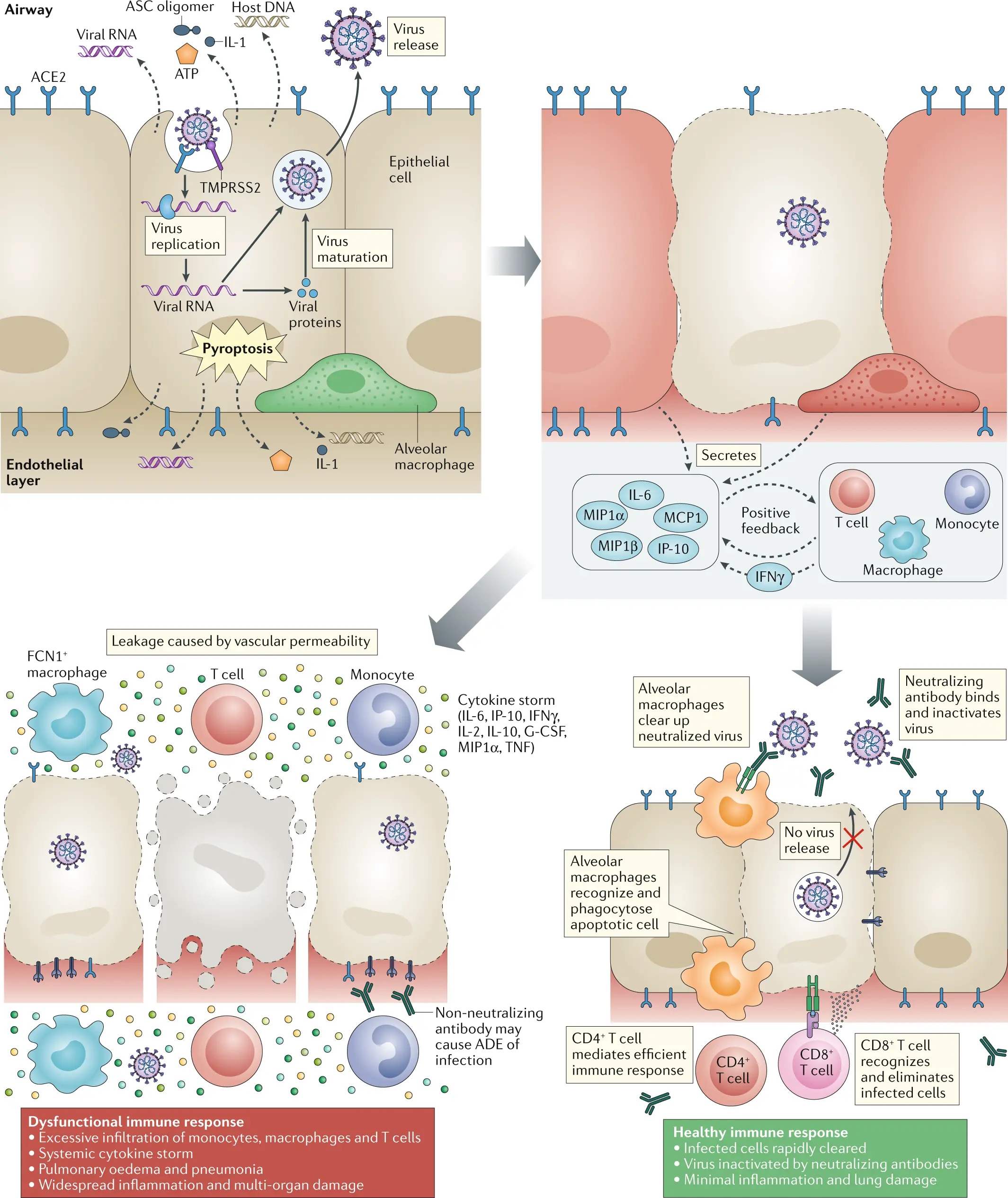 Immunity to coronavirus in humans