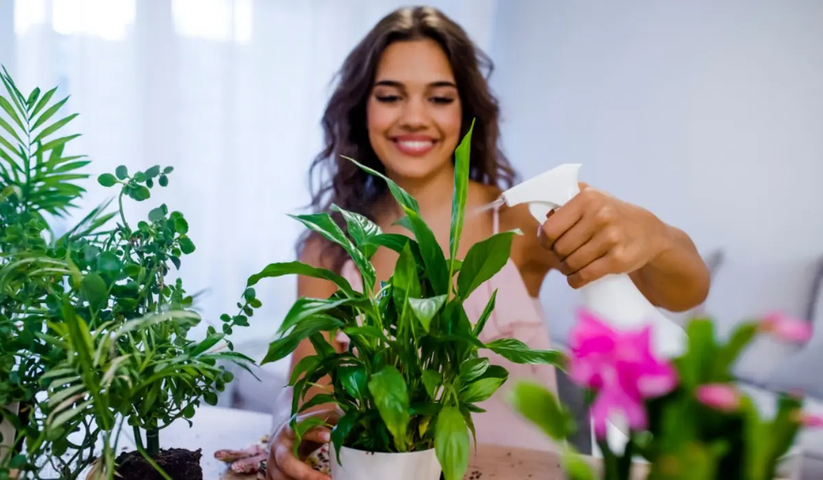 Indoor plants that bring good luck, money, happiness to the house