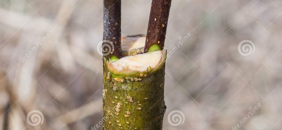 Inoculation of fruit trees