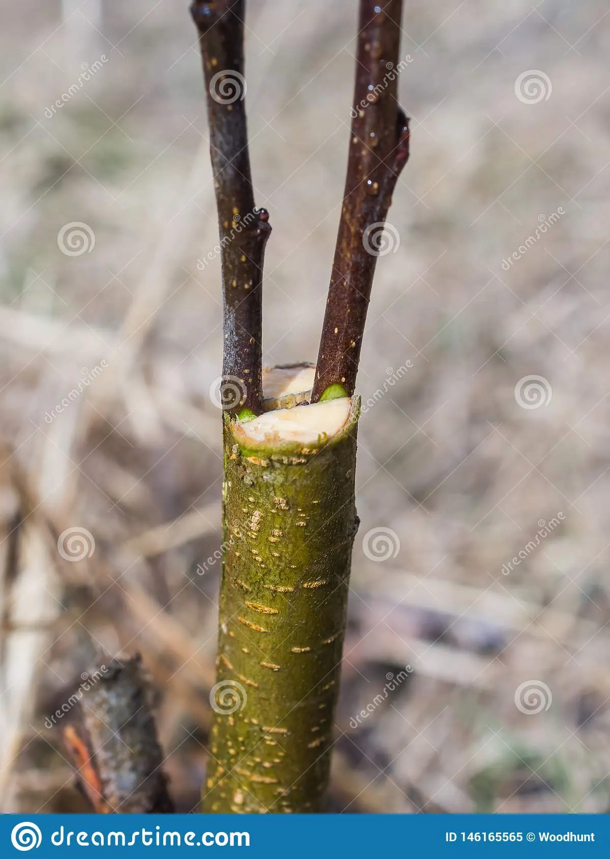 Inoculation of fruit trees