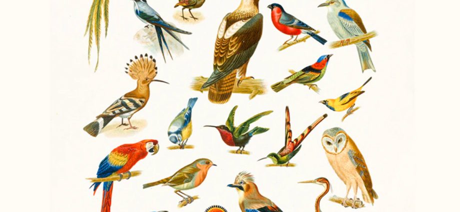 International Bird Day 2023 The History And Traditions Of The Holiday 920x425 
