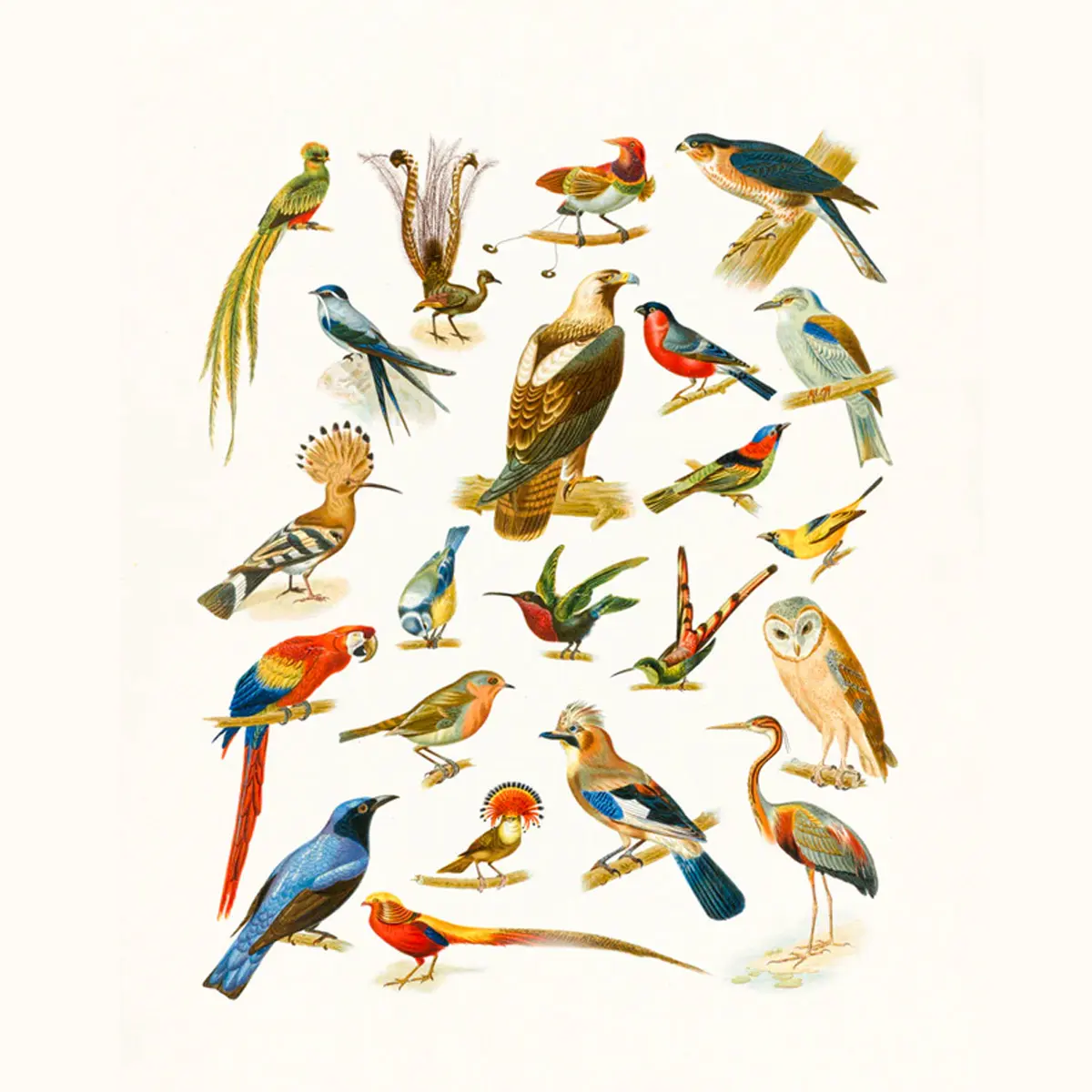 International Bird Day 2023: the history and traditions of the holiday