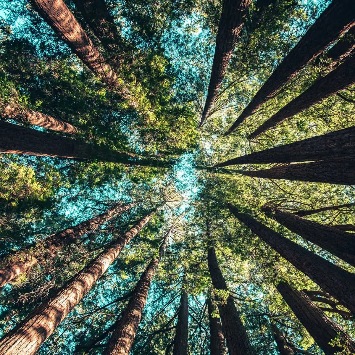 International Day of Forests 2023: history and traditions of the holiday